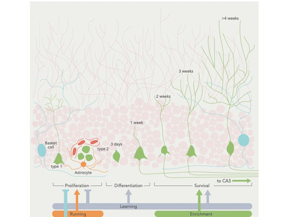 Mejorando la neuroplasticidad – Estrategias para potenciar el cerebro