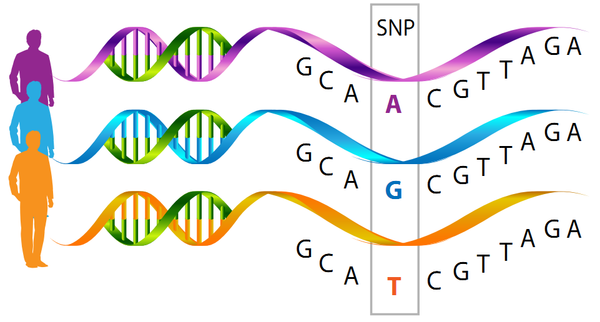 From DNA to Wellness: The Impact of Genetic Testing