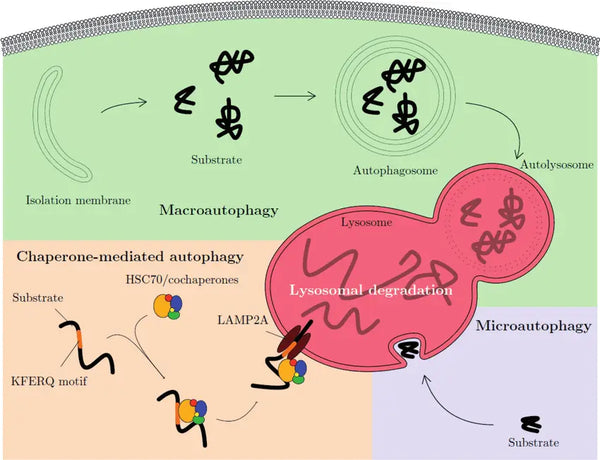 Autophagy – The Major Cleaning System of the Body