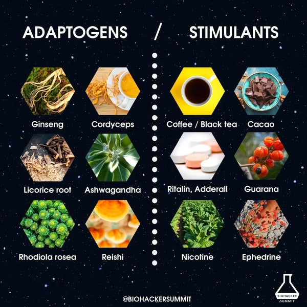 Las 5 principales hierbas adaptogénicas para aumentar la resiliencia al estrés