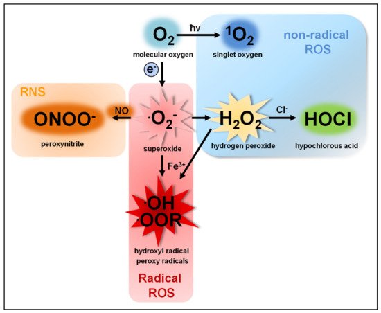 Antioxidanten en Oxidatieve Stress – Te Veel of Te Weinig?