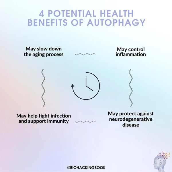 Autofagia – El principal sistema de limpieza del cuerpo