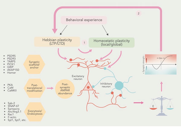 Mejorando la neuroplasticidad – Estrategias para potenciar el cerebro