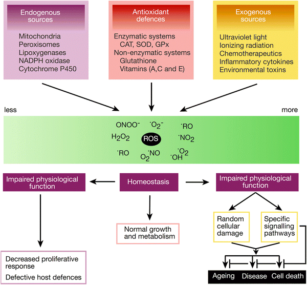 Antioxidants and Oxidative Stress – Too Much or Little?