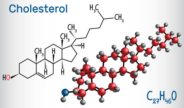 Hoher Cholesterinspiegel und Arteriosklerose: Gibt es einen ursächlichen Zusammenhang