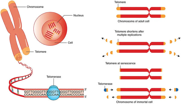 Antioxidanten en Oxidatieve Stress – Te Veel of Te Weinig?