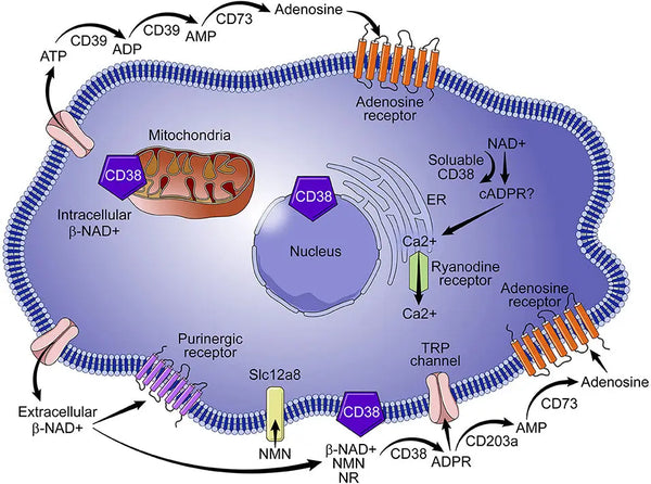 ¿Qué es el NAD+ y cómo aumentarlo?