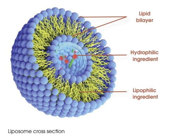 The Power of Liposomes for Optimal Nutrient Delivery