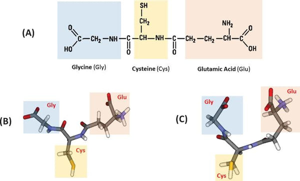 Hoe de glutathionniveaus in het lichaam optimaal te ondersteunen?