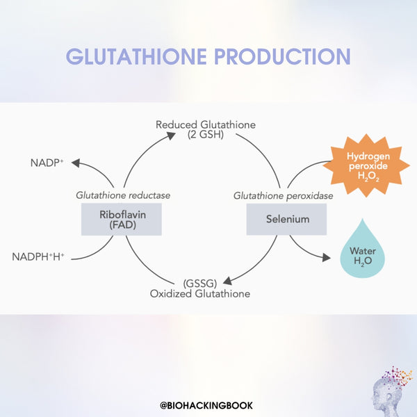 ¿Cómo apoyar óptimamente los niveles de glutatión en el cuerpo?