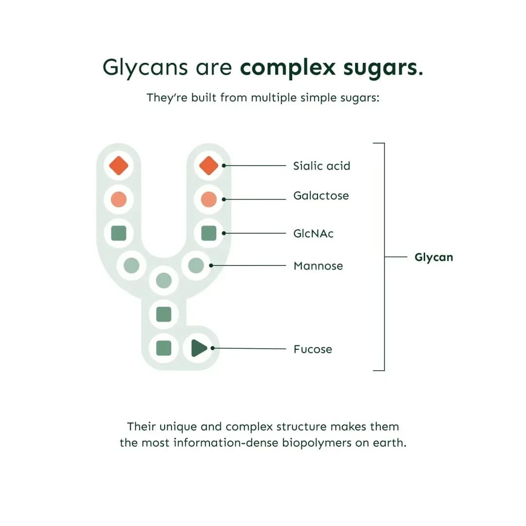 GlycanAge-Bluttest (Alterung messen)