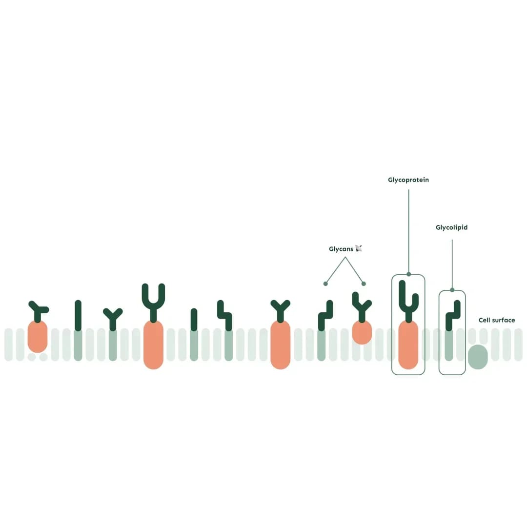 GlycanAge Blood Test (Measure aging)