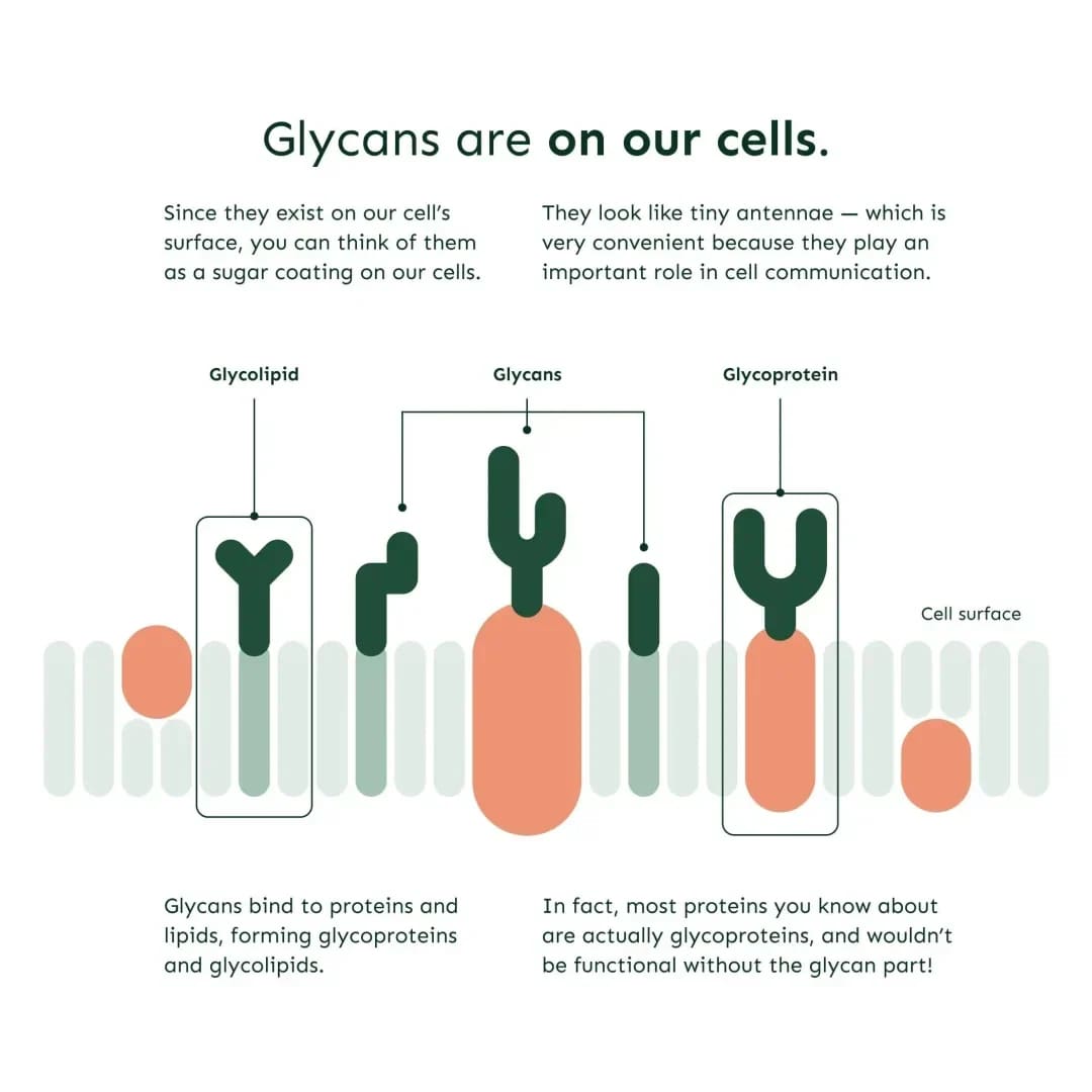 Prueba de Sangre GlycanAge (Medir el envejecimiento)