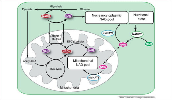 Wat is NAD+ en hoe het te verhogen?