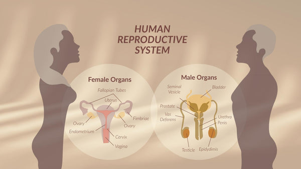 Guía completa del biohacker para optimizar la fertilidad