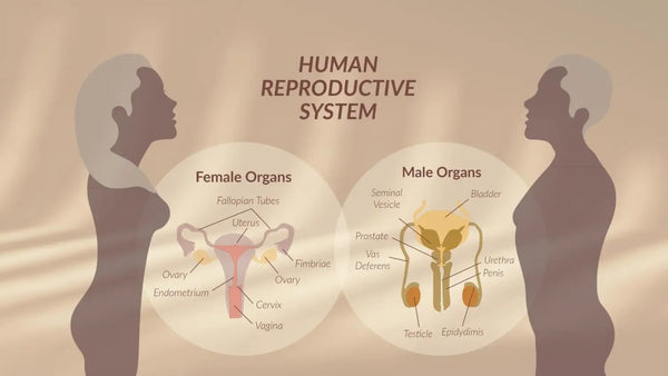 biohakkeri's Kattava opas hedelmällisyyden optimointiin