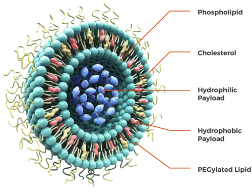 The Power of Liposomes for Optimal Nutrient Delivery