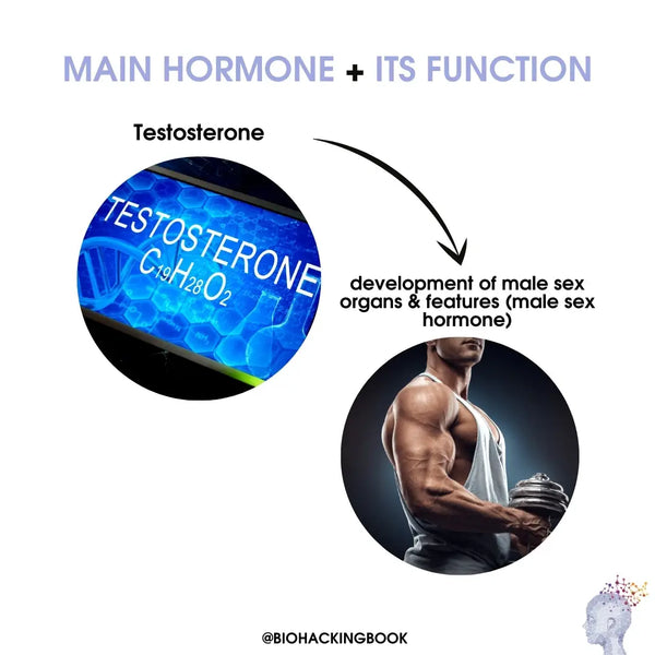 testosterona