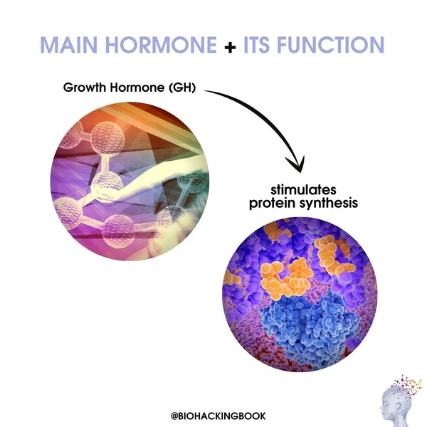 human growth hormone