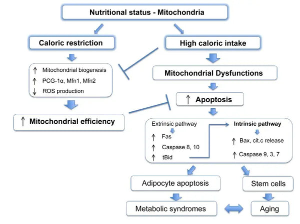 Optimizando la salud mitocondrial: estrategias clave