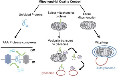 Optimizando la salud mitocondrial: estrategias clave