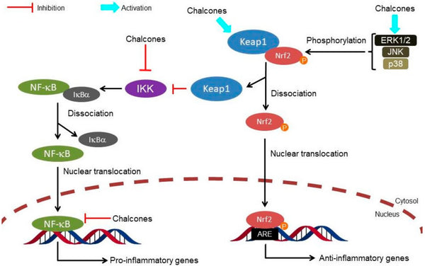 Nrf2 - ¿La Vía de Señalización Más Importante en el Cuerpo?