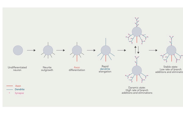 Enhancing Neuroplasticity – Strategies to Boost Brain