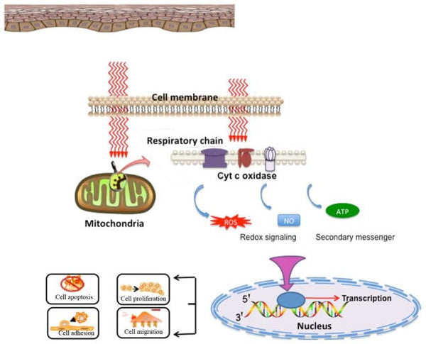 Gesundheitliche Vorteile der Photobiomodulation (Rot- und NIR-Licht