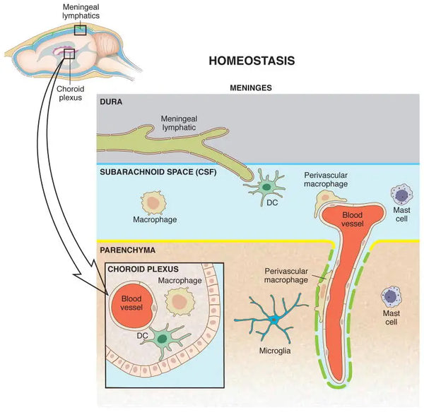 Autophagy – The Major Cleaning System of the Body