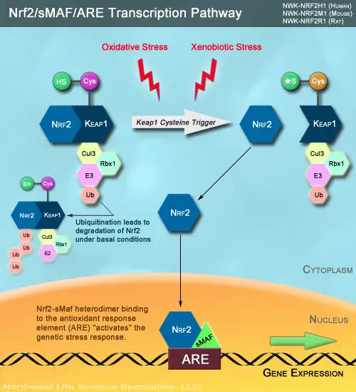 Nrf2 - Het Belangrijkste Signaleringspad In Het Lichaam?