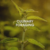 Biohacker Center Online course Culinary Foraging - Online Course with Master Chef Sami Tallberg